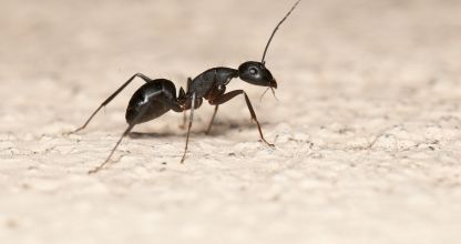 Ant Control