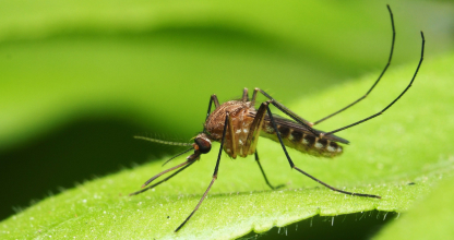 Mosquito Control