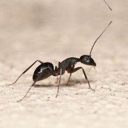 Ant Control