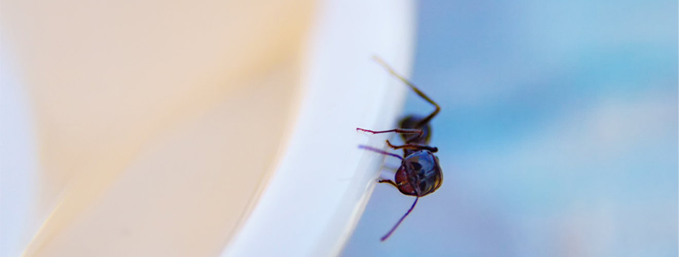 Ant Control Experts in Irvine, CA 