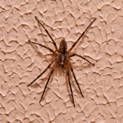 Spider Control