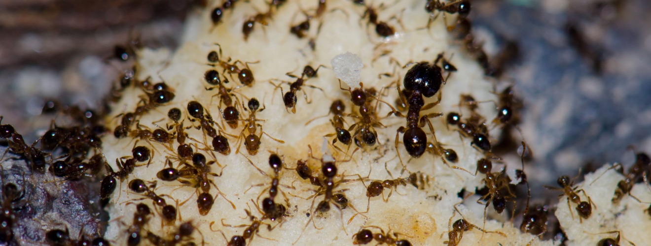 Natural vs. Professional Ant Control: What Really Works in Southern California?