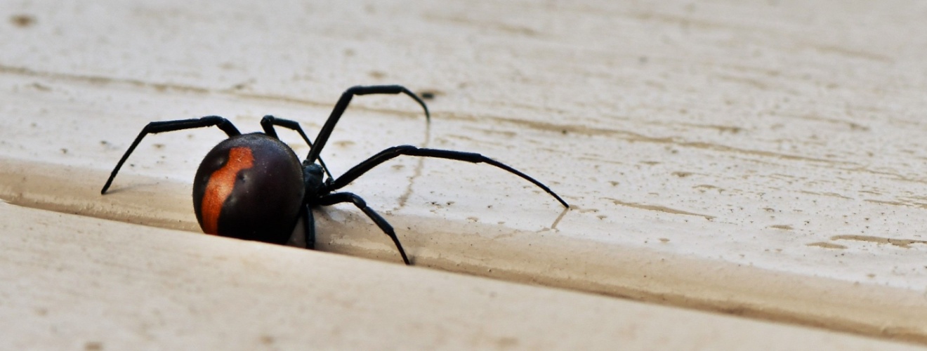 Spider Control Experts in Irvine, CA