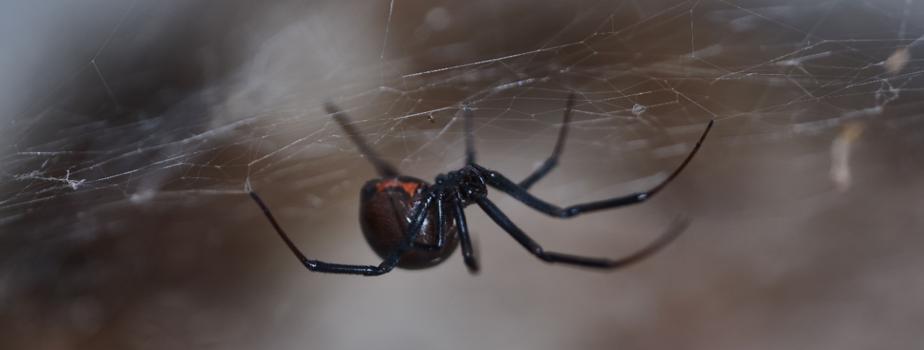 How to Keep Spiders Out of Your Mission Viejo, CA Home
