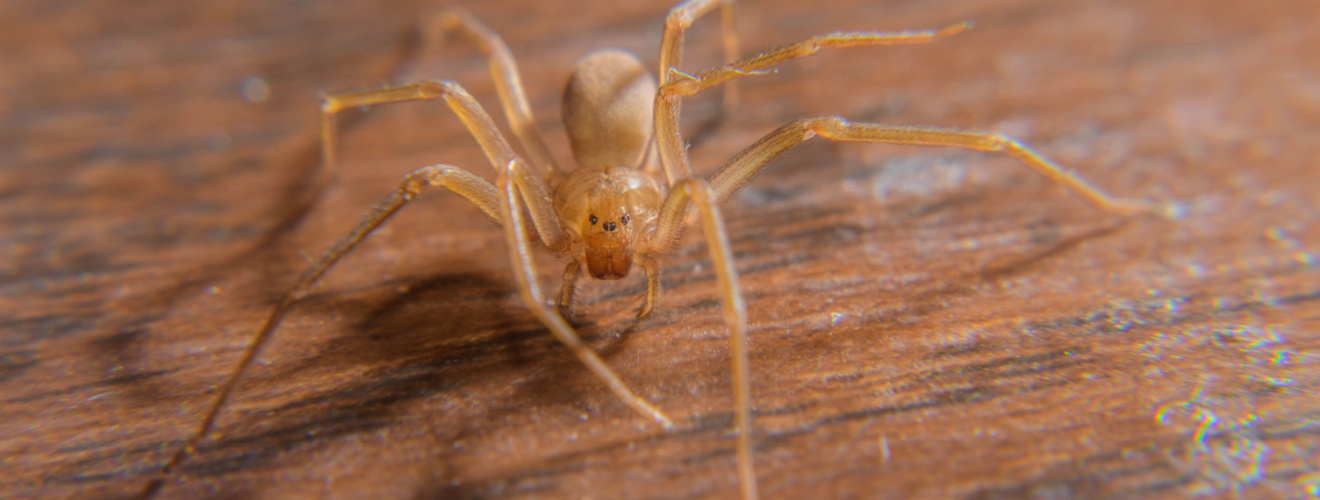 What Types of Spiders Are Found in Irvine, CA?