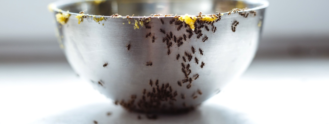 Why Are Ants Invading Your Kitchen in Mission Viejo? (And How to Stop Them)