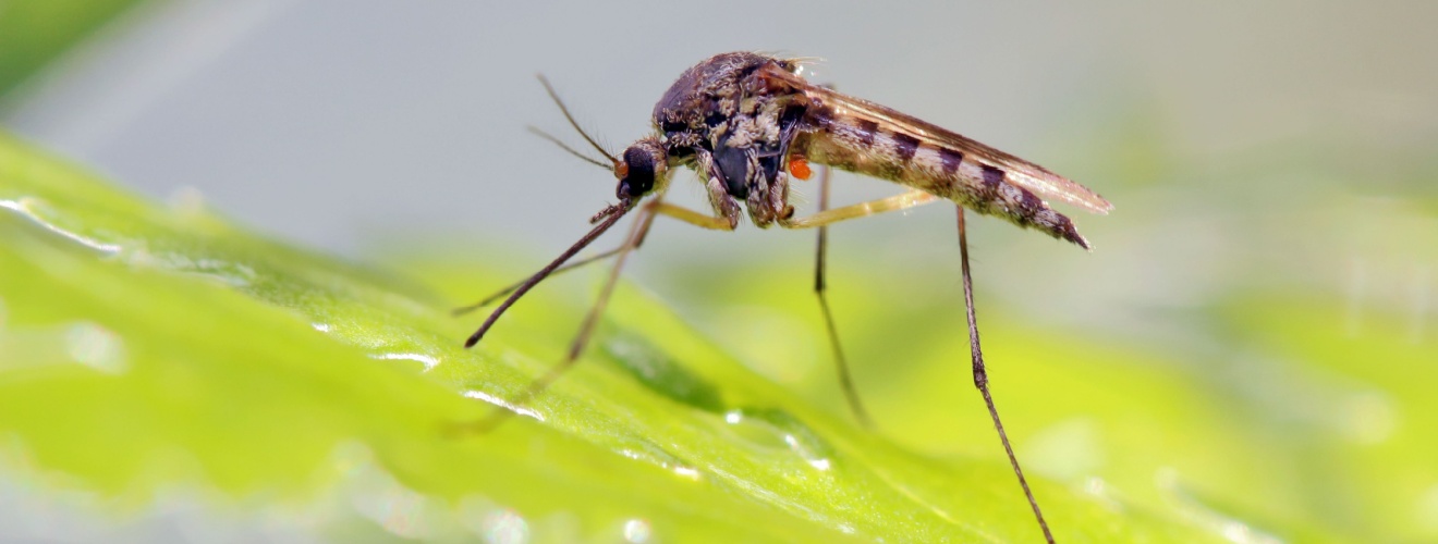 Why Mosquitoes Love Orange County—and How to Stop Them from Biting