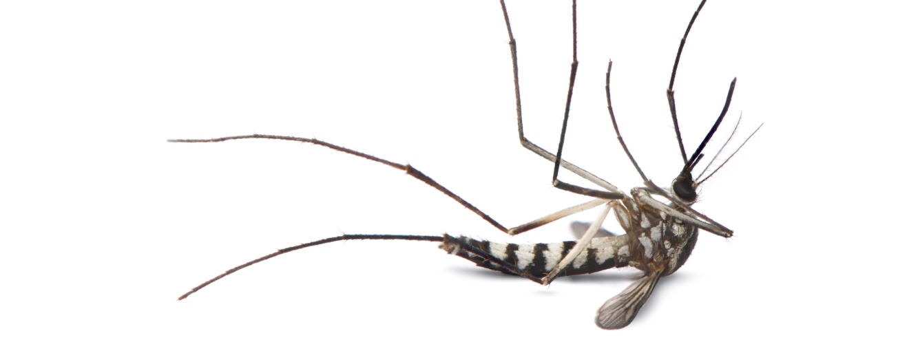 Irvine’s Best Mosquito Exterminators