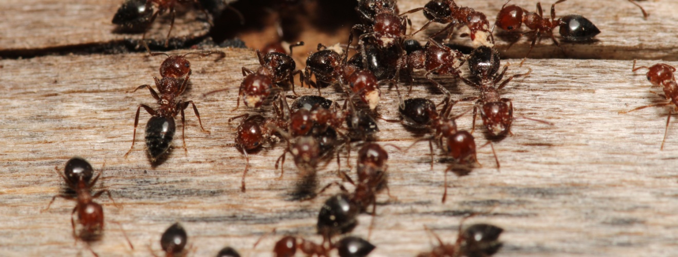 The Ant Problem in Mission Viejo: Is Your Home at Risk This Summer?