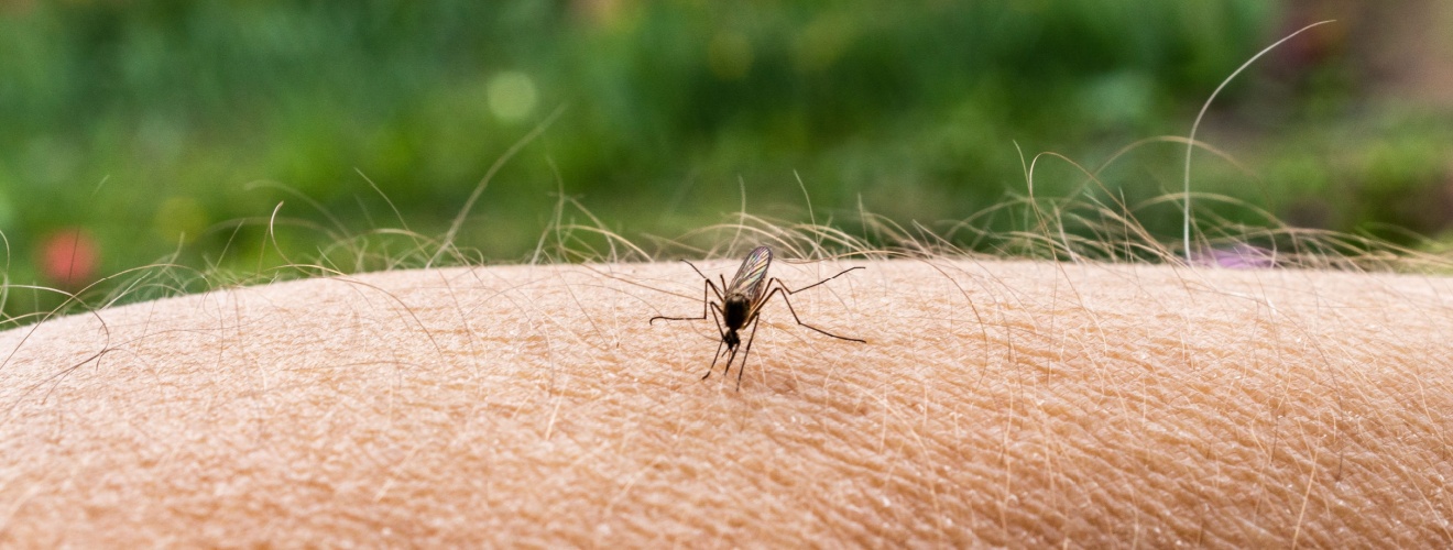 How to Protect Your Irvine Backyard from Mosquitoes This Summer