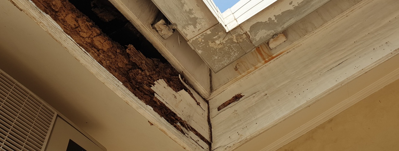 How Termite Damage Impacts Home Value in Orange County’s Competitive Housing Market