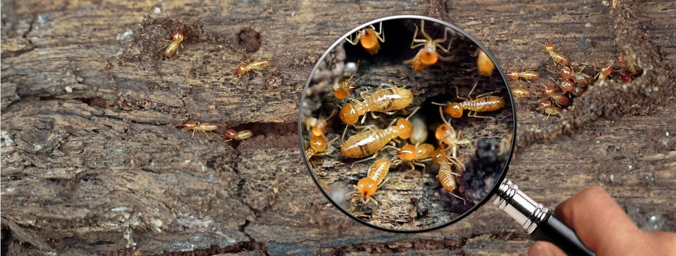 How to Spot Termite Activity in Your Orange County Home Before It’s Too Late