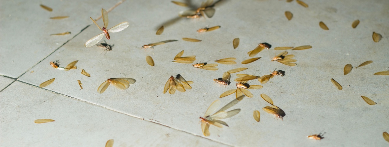 Do I Have Termites? 5 Warning Signs to Watch For