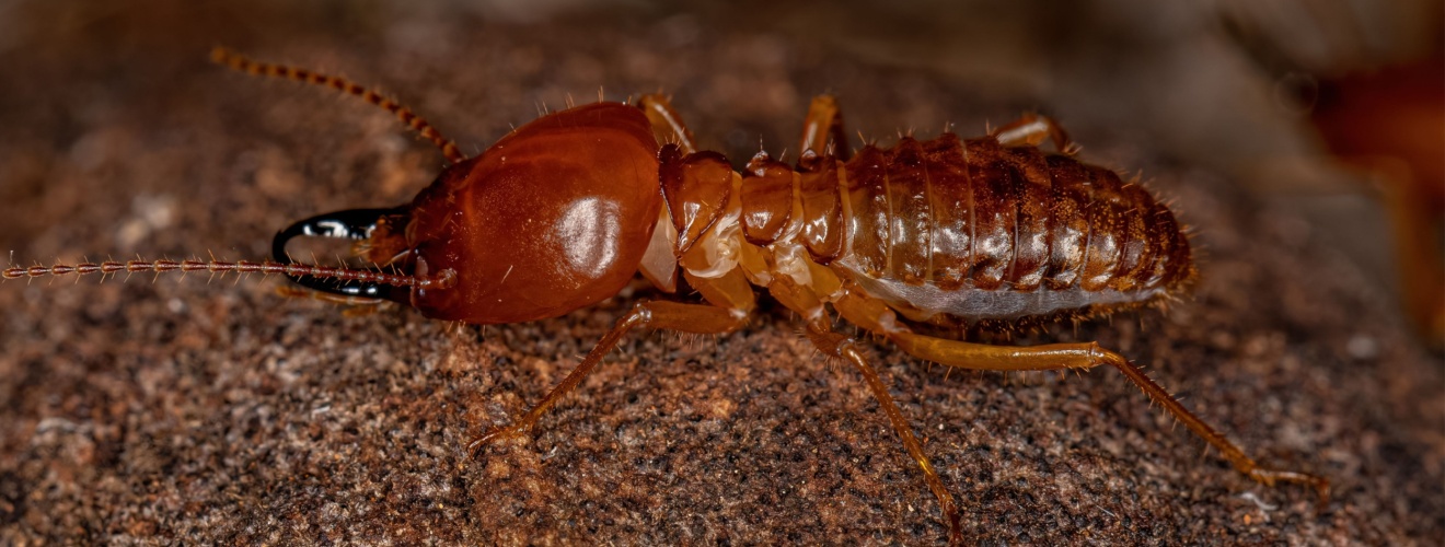 Irvine’s Best Termite Exterminators