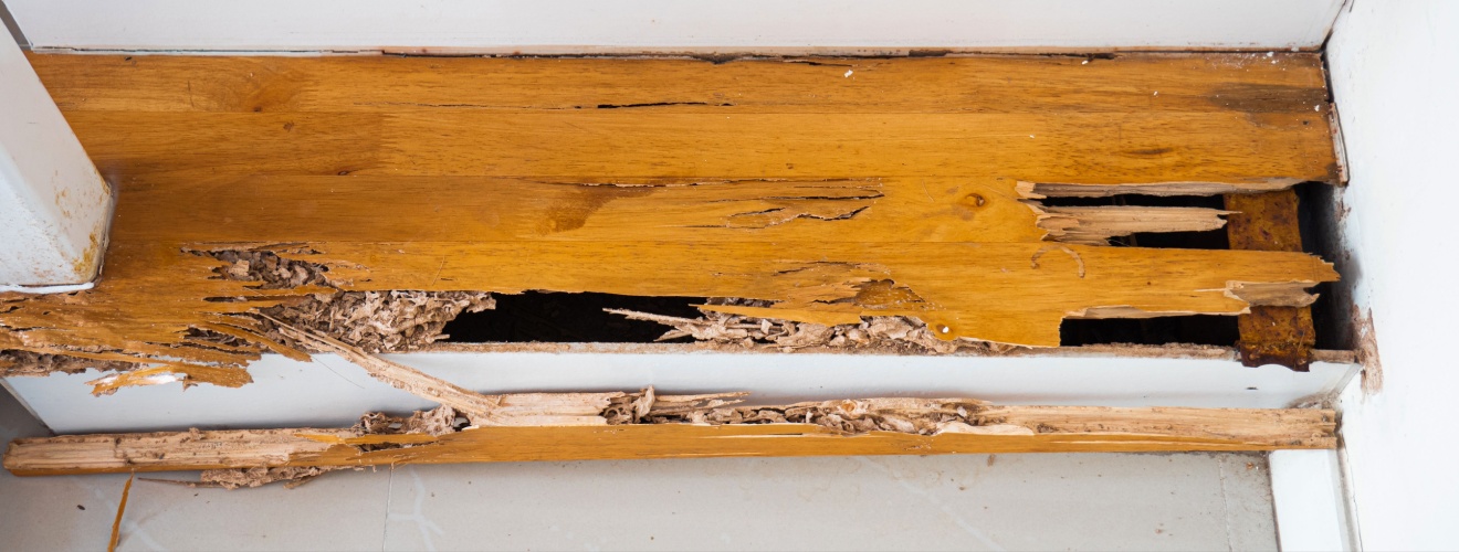 Signs of Drywood Termite Infestations in Southern California Homes