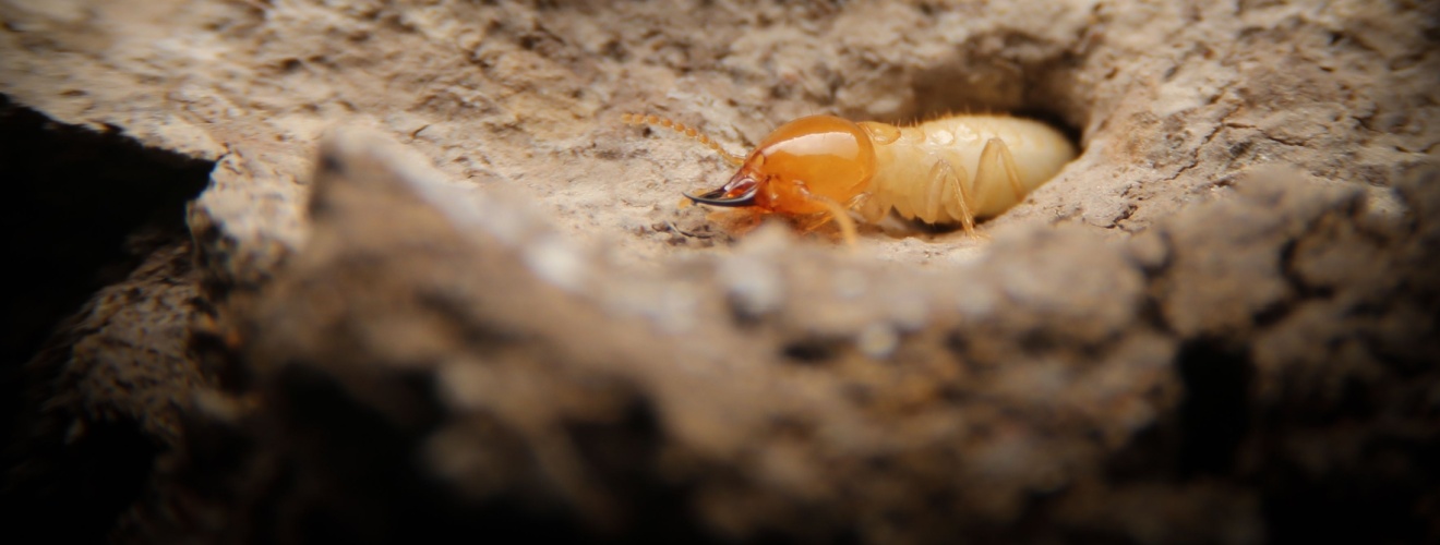 When is Drywood Termite Season in Orange County?