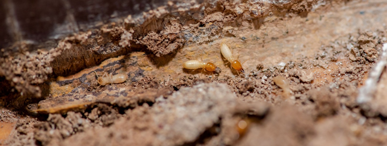 Tent vs. No-Tent Treatments: Which Works Best for Drywood Termites in Irvine, CA?