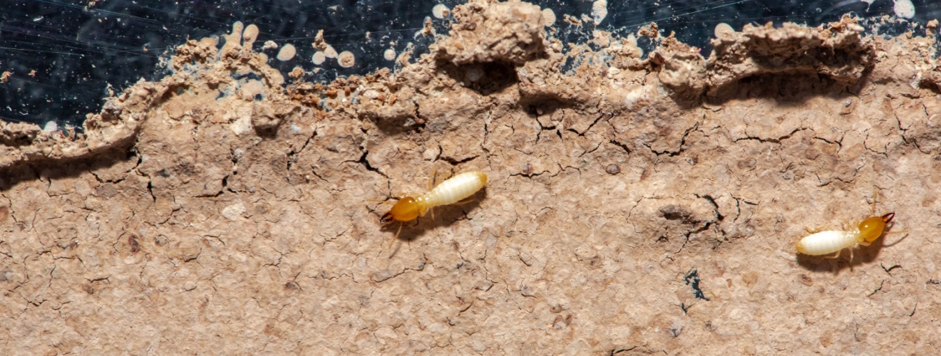 Is Termite Fumigation Safe for Kids and Pets?