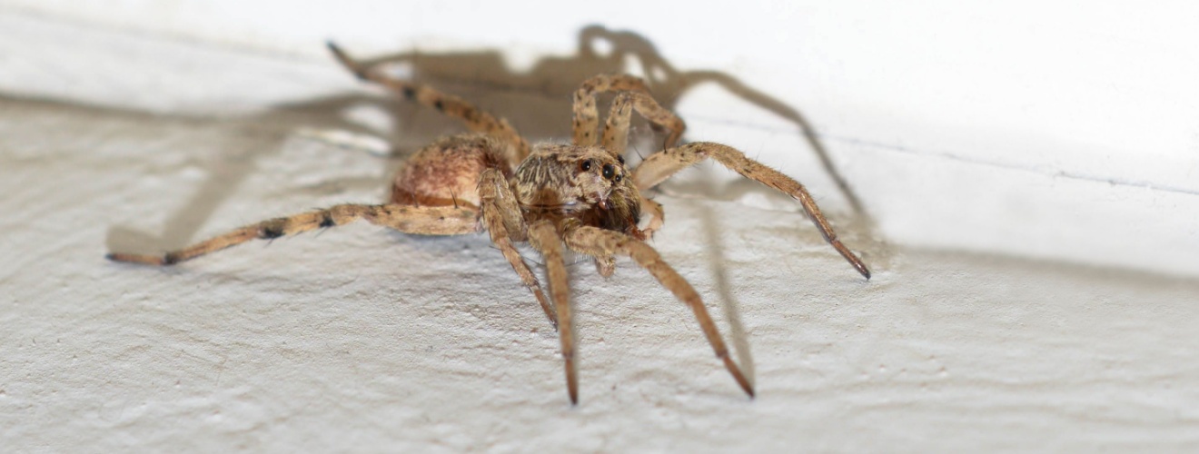 How to Spider-Proof Your Irvine, CA Home