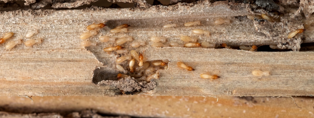 Who’s the Best Exterminator in Orange County for Termite Damage Repair?