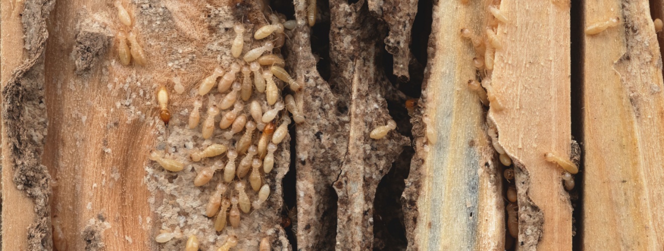 Who’s the Best Pest Control Company in Orange County for Getting Rid of Termites?