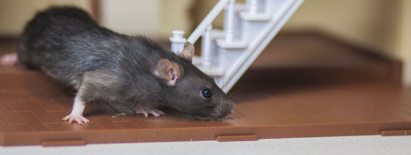 Top Entry Points Rodents Use in Irvine Homes (Especially Tile Roof Gaps)