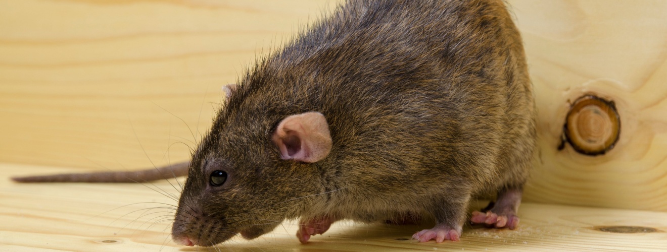 Why DIY Rodent Control Often Fails in Lake Forest Homes