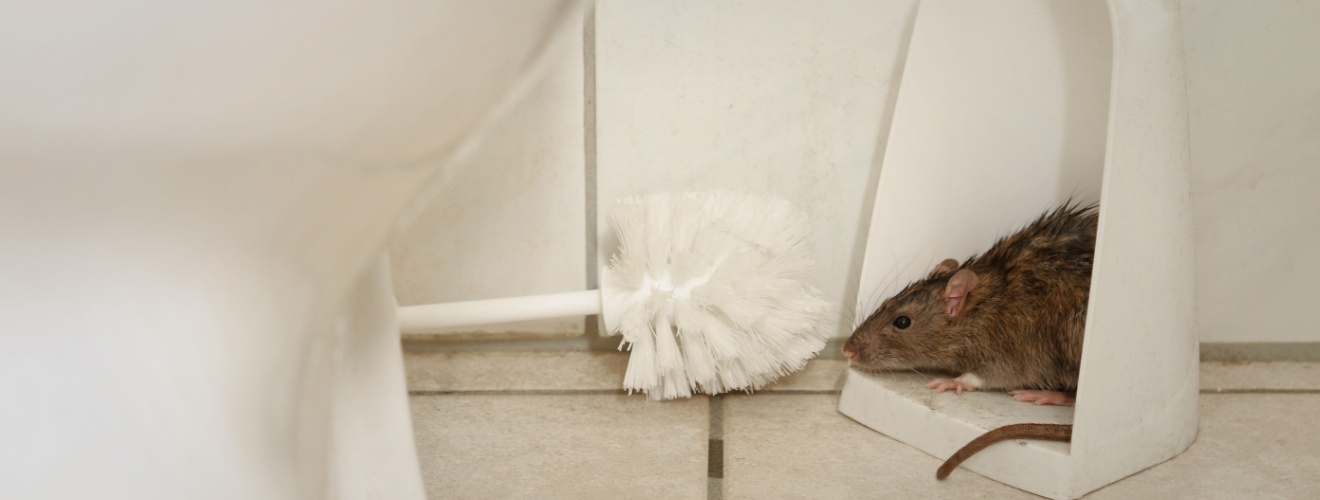Seasonal Rodent Risks in Southern California: What Homeowners Should Know