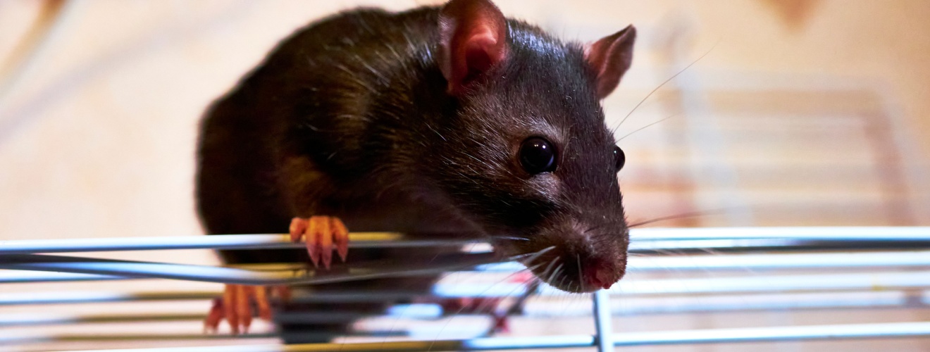 How to Rodent-Proof Your Orange County Home This Winter