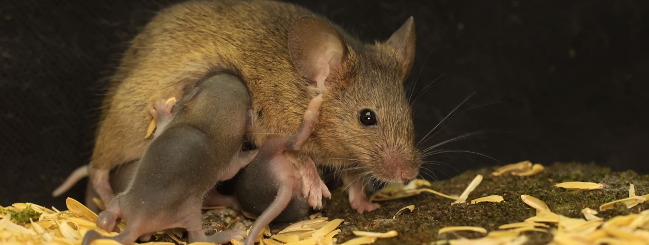 The Difference Between Rats and Mice: Identification Tips for Homeowners
