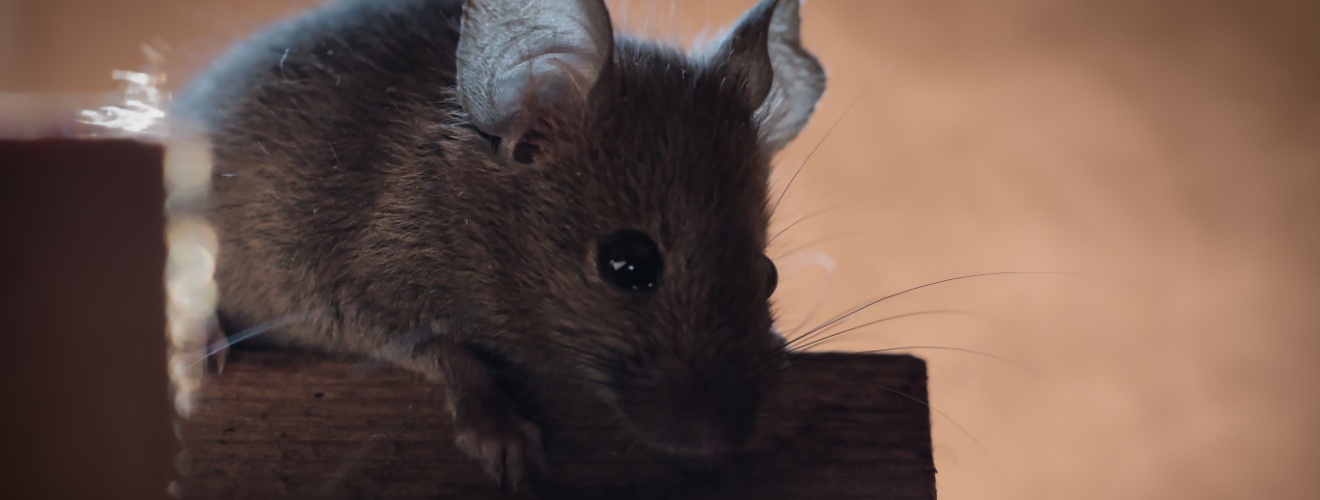 Effective Rodent Prevention Strategies for Coastal vs. Inland Orange County Homes