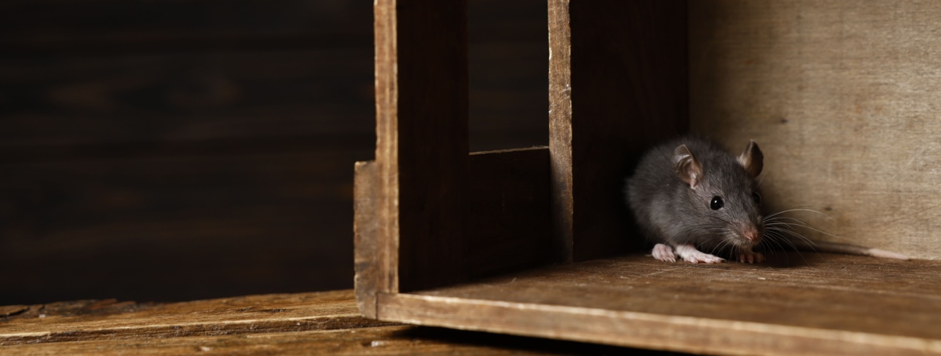 Signs You Have a Rodent Infestation in Your Lake Forest Home