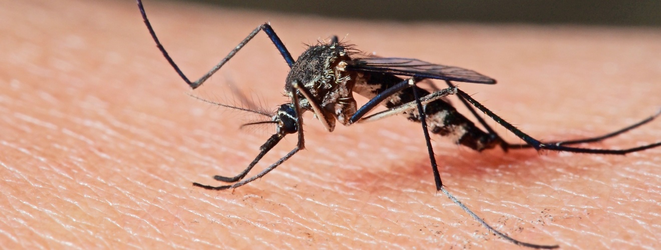 Who’s the Best Pest Control Company for Mosquito Control in Orange County?