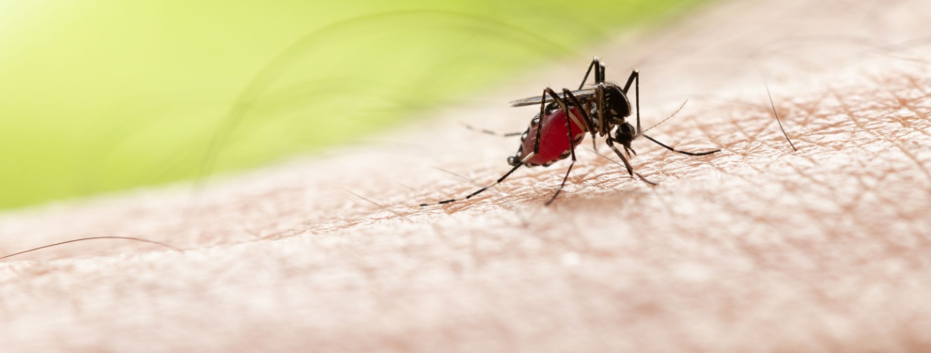 Best Months for Professional Mosquito Treatment in Orange County