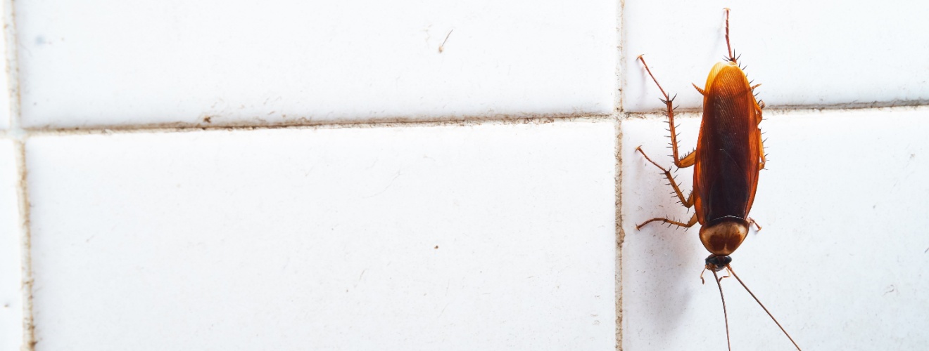 How to Get Rid of Cockroaches Fast in Orange County