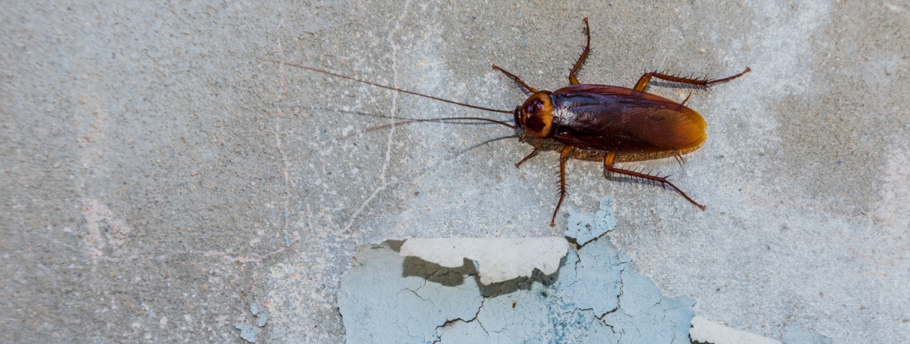 Who’s the Best Exterminator for Cockroaches in Orange County?