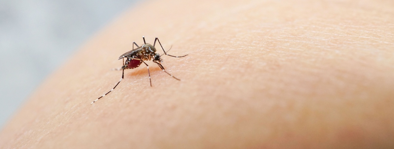 Best Mosquito Exterminators in Orange County