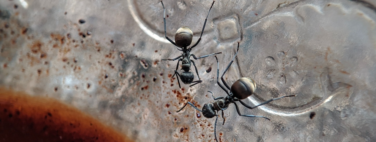Who’s the Top Exterminator in Orange County for Getting Rid of Ants?