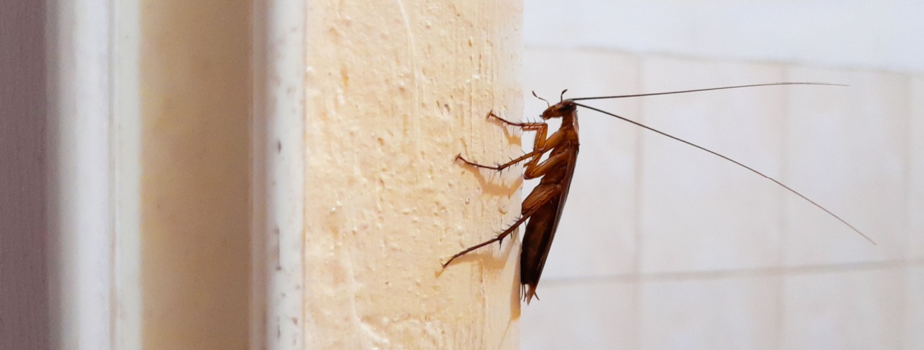 Are Cockroaches Worse in Coastal Orange County Homes?