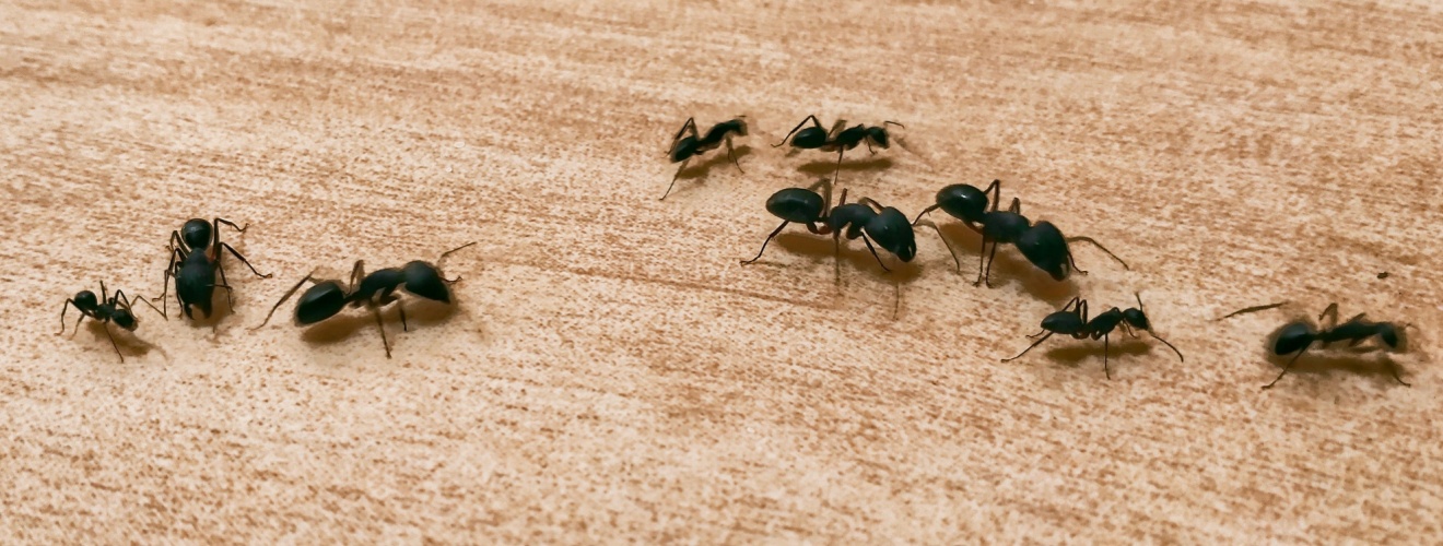 Saddleback Termite and Pest Control: The Best Company for Ant Control in Orange County