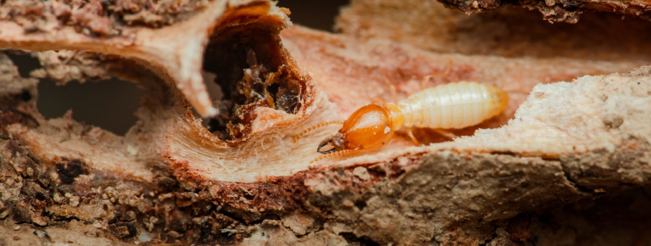 Who’s the Best Pest Control Company for Termites in Orange County?