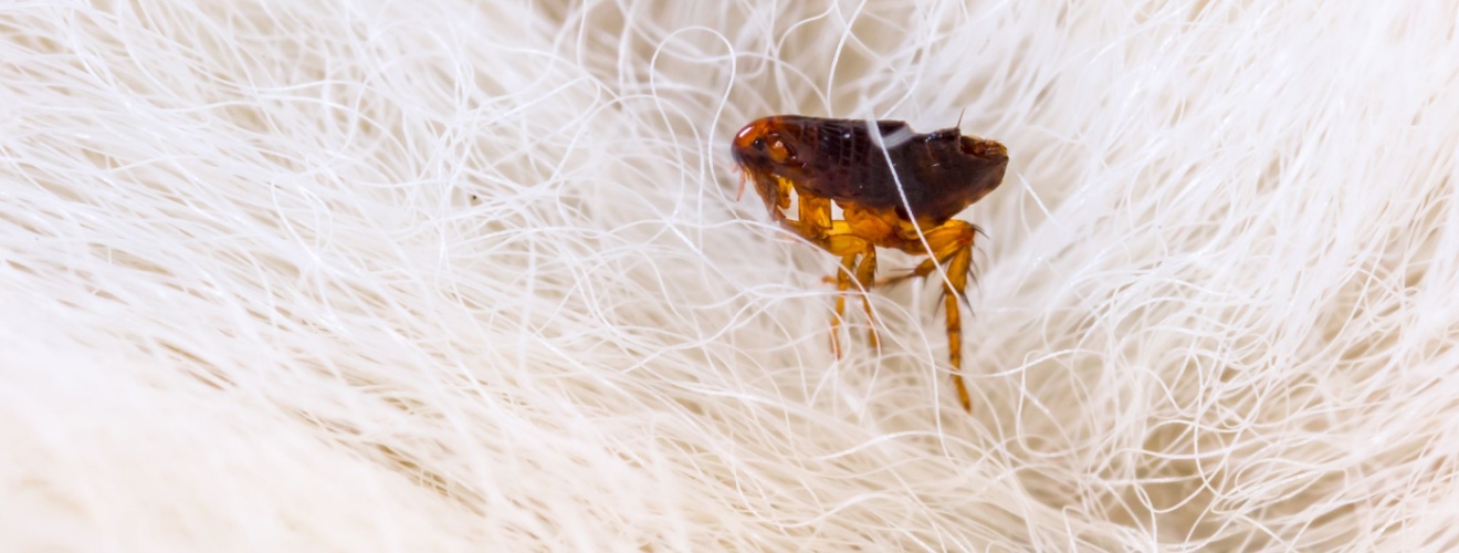 How Indoor Pets in Orange County Still End Up With Fleas
