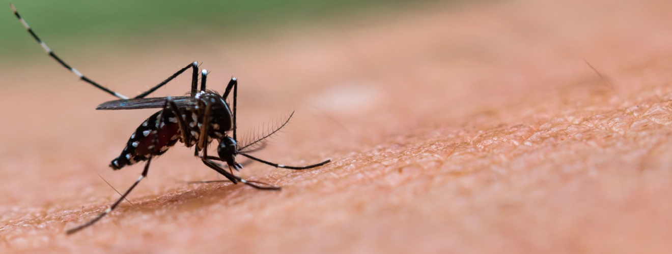 What Should I Do If I Have a Mosquito Problem in My Lake Forest, CA Backyard?