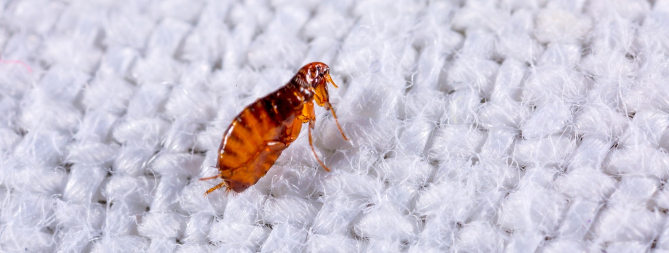 The Most Common Places Fleas Hide in Orange County Homes