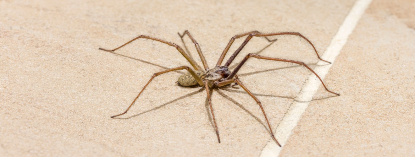Why Coastal Orange County Homes Tend to See More Spider Activity