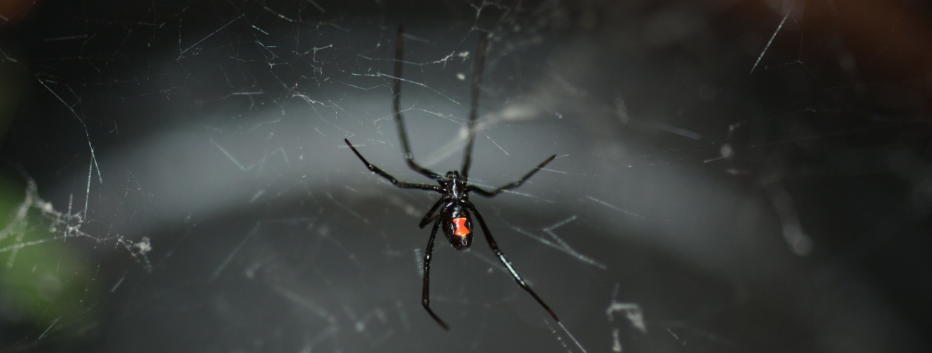 Are Black Widow Spiders Common in Irvine, CA Garages and Backyards?