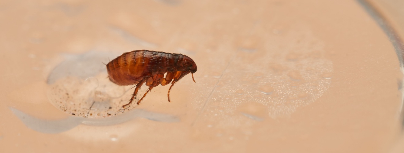 Why DIY Flea Treatments Often Don’t Fully Eliminate the Problem in Irvine, CA