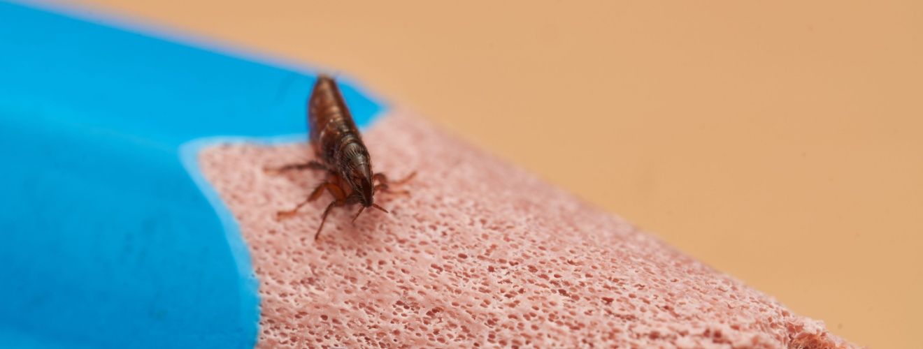 Why Fleas Are a Year‑Round Problem in Orange County