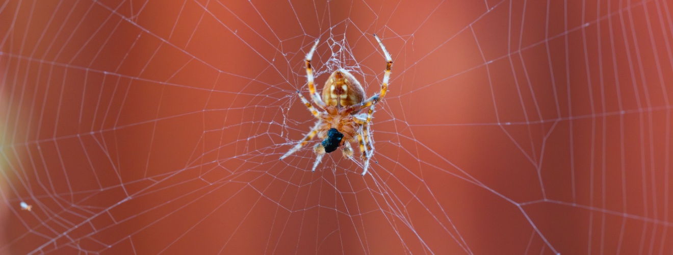 Common Spiders Found in Orange County and Which Ones You Should Actually Worry About