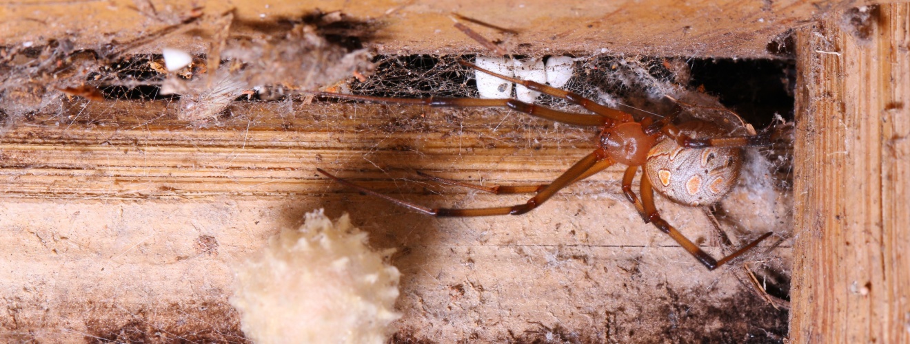 Why Are There So Many Spiders Around Orange County Homes Right Now?